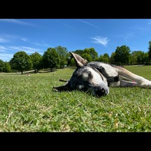 Meet your Posher, Dakota